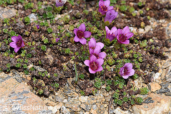 Foto: Gegenblättriger Steinbrech (Saxifraga oppositifolia). Blüten und Blätter.