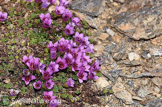 Foto: Gegenblättriger Steinbrech (Saxifraga oppositifolia). Ganze Pflanze (Habitus).