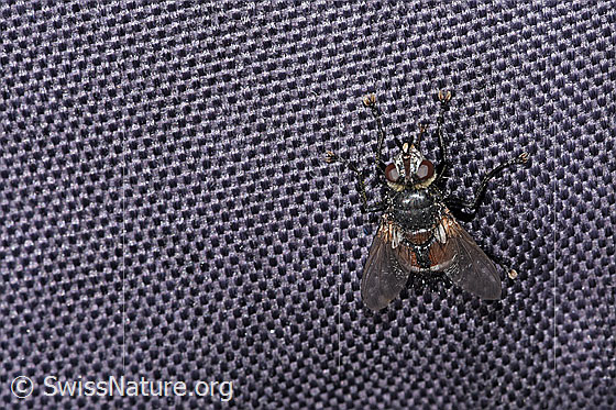 Foto: Wahrscheinlich Peleteria prompta (Raupenfliege). Ansicht von vorne oben.