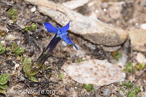 Foto: Wahrscheinlich Schleichers Enzian (Gentiana schleicheri). Ganze Pflanze (Habitus). Höhe: 2.5cm.