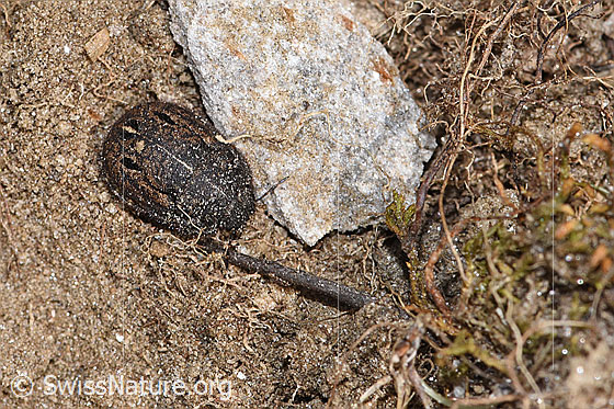 Photo: Odontoscelis fuliginosa. Length 6 - 10mm. View from above.