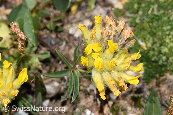 Foto: Alpen-Wundklee (Anthyllis vulneraria ssp. alpestris). Blüten. Ansicht von oben.