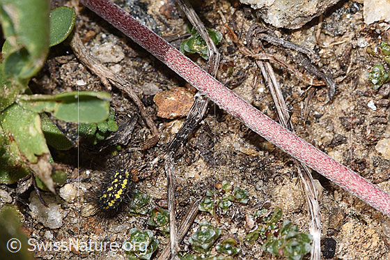 Foto: Alpen-Wundklee (Anthyllis vulneraria ssp. alpestris). Stängel.