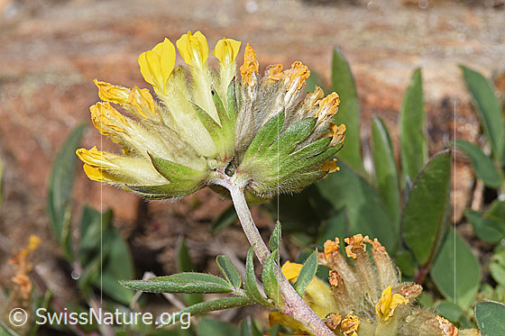Foto: Alpen-Wundklee (Anthyllis vulneraria ssp. alpestris). Blüten und Hüllblätter. Ansicht von unten.