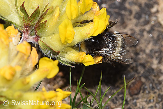 Foto: Heide-Erdhummel (Bombus cryptarum) an Alpen-Wundklee (Anthyllis vulneraria ssp. alpestris). Länge 9 - 20mm. Ansicht von oben.