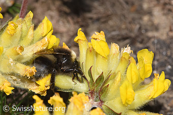 Foto: Heide-Erdhummel (Bombus cryptarum) an Alpen-Wundklee (Anthyllis vulneraria ssp. alpestris). Länge 9 - 20mm. Ansicht von seitlich hinten.