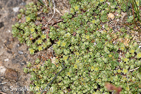 Foto: Alpen-Bruchkraut (Herniaria alpina). Ganze Pflanze (Habitus).