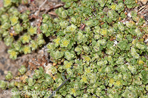 Foto: Alpen-Bruchkraut (Herniaria alpina). Blüten.