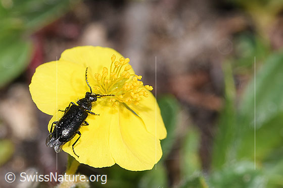 Photo: Dasytes obscurus on Helianthemum alpestre. Length 5mm. View from the rear side at the top.