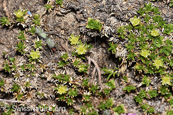 Photo: Minuartia sedoides. Whole plant (habiti).