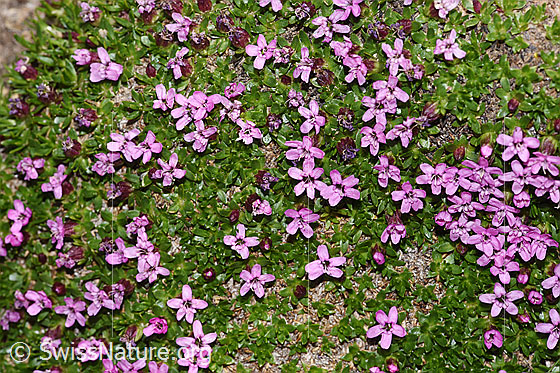 Foto: Kalk-Polsternelke (Silene acaulis). Ganze Pflanze (Habitus).