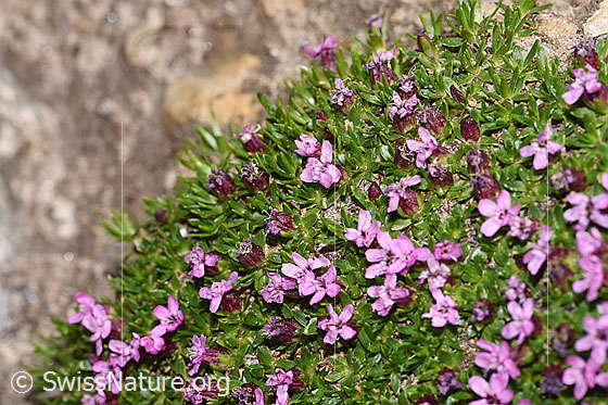 Photo: Silene acaulis. Blossoms and leaves.