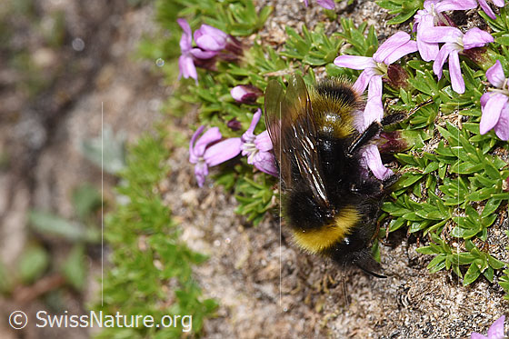 Foto: Wahrscheinlich Distelhummel (Bombus soroeensis) an Kalk-Polsternelke (Silene acaulis). Länge 10 - 17mm. Ansicht von seitlich oben.