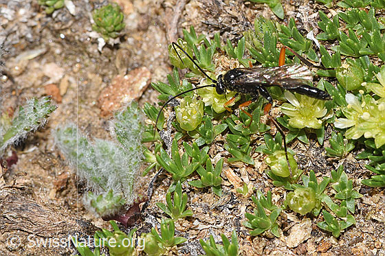 Photo: Probably Pimpla rufipes on Minuartia sedoides. Length 11mm. Male. View from the side above.