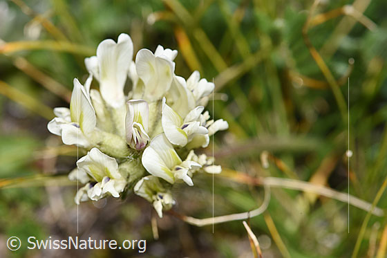 Foto: Alpen-Spitzkiel (Oxytropis campestris). Blüten.