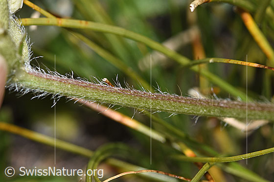 Photo: Oxytropis campestris. Stem.