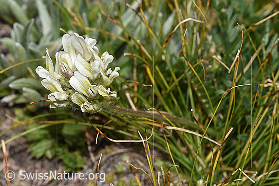 Photo: Oxytropis campestris. Blossoms and stem.