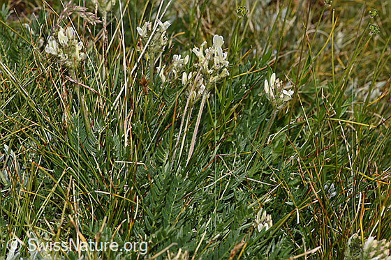 Foto: Alpen-Spitzkiel (Oxytropis campestris). Ganze Pflanze (Habitus).