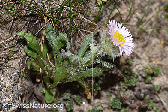 Foto: Einköpfiges Berufkraut (Erigeron uniflorus). Ganze Pflanze (Habitus).