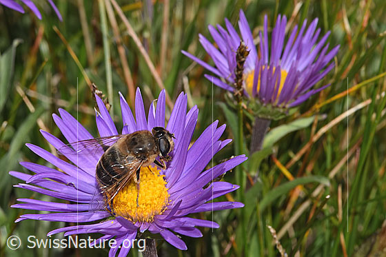 Foto: Mistbiene (Eristalis tenax) auf Alpen-Aster (Aster alpinus). Ansicht von seitlich oben.