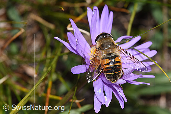 Foto: Mistbiene (Eristalis tenax) auf Alpen-Aster (Aster alpinus). Ansicht von oben.