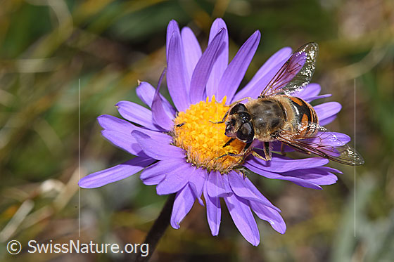 Photo: Eristalis tenax on Aster alpinus. View from the front top side.