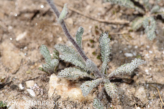 Foto: Zwerg-Schafgarbe (Achillea nana). Blätter und Stängel.