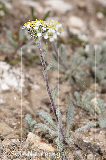 Photo: Achillea nana. Whole plant (habiti).