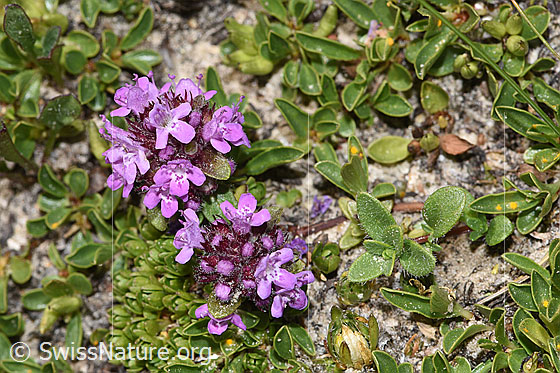 Foto: Vielhaariger Thymian (Thymus praecox ssp. polytrichus). Ganze Pflanze (Habitus).
