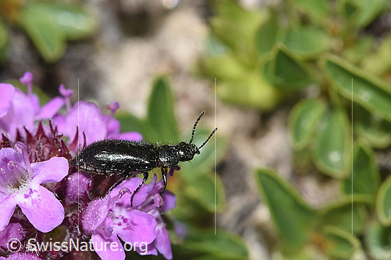 Photo: Dasytes obscurus on Thymus praecox ssp. polytrichus. Length 5mm. View from the side.