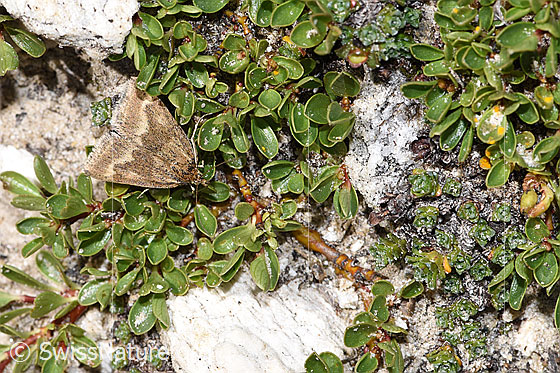 Foto: Wahrscheinlich Pyrausta aerealis (Rüsselzünsler) auf Stumpfblättrige Weide (Salix retusa). Ansicht von oben.