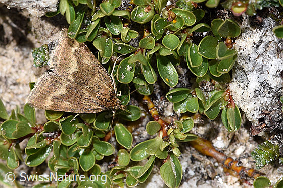 Pyrausta aerealis (Rüsselzünsler) auf Stumpfblättrige Weide (Salix retusa)