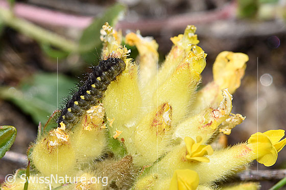 Foto: Raupe des Alpen-Widderchens (Zygaena exulans) auf Alpen-Wundklee (Anthyllis vulneraria ssp. alpestris). Ansicht von der Seite.