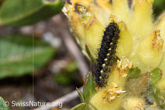 Photo: Caterpillar of Zygaena exulans anthyllis vulneraria ssp. alpestris. View from the side above.