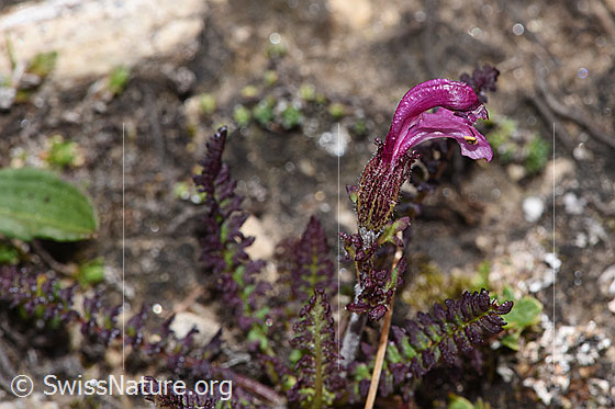 Foto: Kerners Läusekraut (Pedicularis kerneri). Blüte und Stängel.