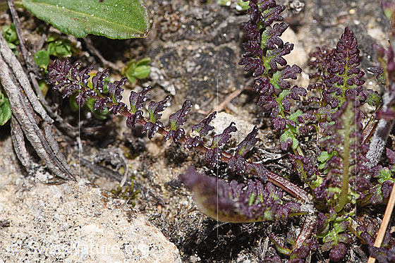 Foto: Kerners Läusekraut (Pedicularis kerneri). Blätter.