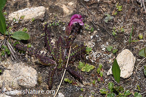 Foto: Kerners Läusekraut (Pedicularis kerneri). Ganze Pflanze (Habitus). Höhe: 3cm.