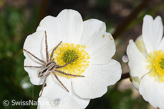 Photo: Thanatus coloradensis on Ranunculus alpestris. View from above. The spider is waiting on the flower for prey.