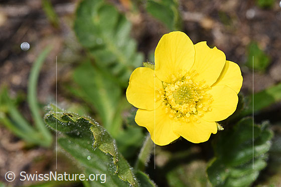 Foto: Gemeine Berg-Nelkenwurz (Geum montanum).