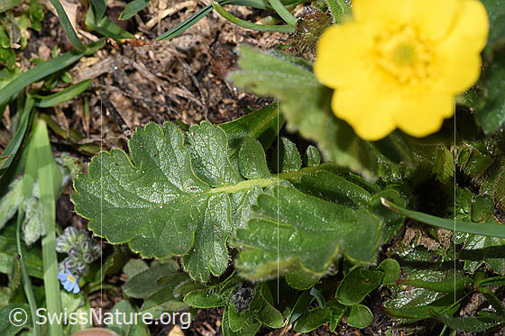 Foto: Gemeine Berg-Nelkenwurz (Geum montanum). Blätter.