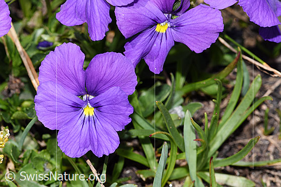 Photo: Viola calcarata. Blossom. View from the front.