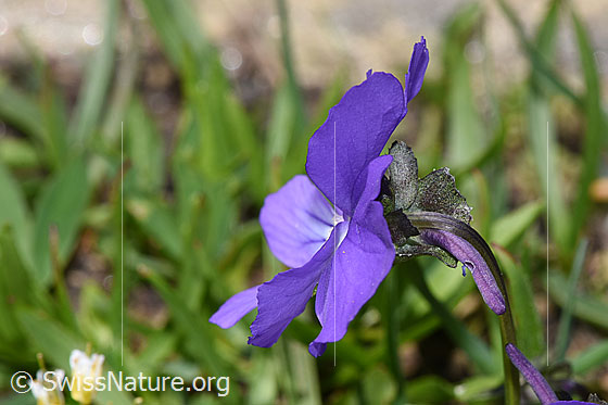 Foto: Langsporniges Stiefmütterchen (Viola calcarata). Blüte. Ansicht von der Seite.