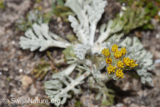 Photo: Senecio incanus. Closed flowers.