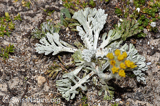 Photo: Senecio incanus. Leaves.