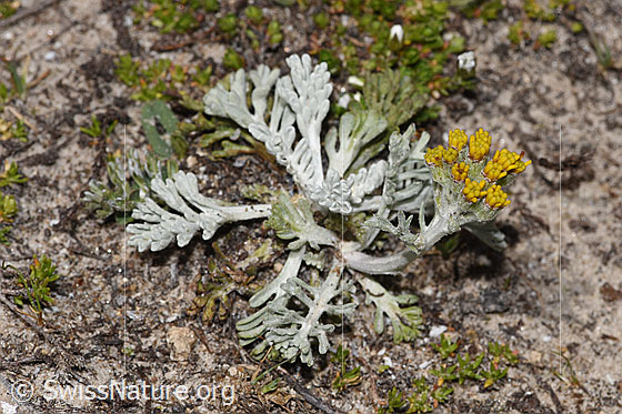 Photo: Senecio incanus. Whole plant (habiti). Height: 6cm.