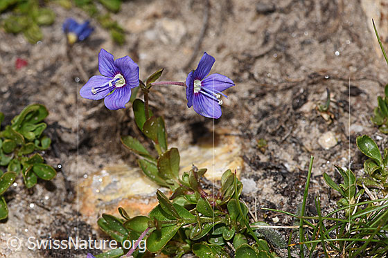 Foto: Felsen-Ehrenpreis (Veronica fruticans). Blüten.