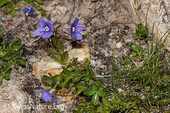 Foto: Felsen-Ehrenpreis (Veronica fruticans). Ganze Pflanze (Habitus).