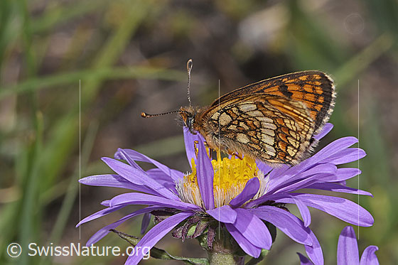 Photo: Probably Melitaea athalia on Aster alpinus. Wings closed. View from the side.