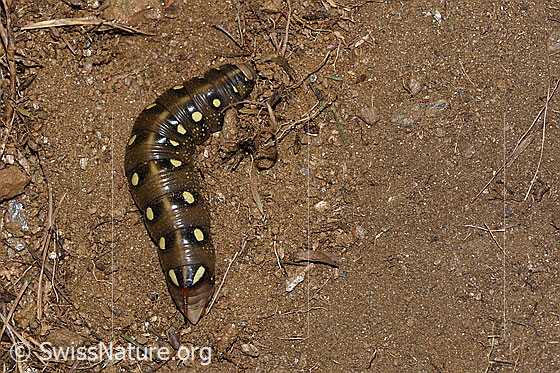 Labkrautschwärmer Raupe (Hyles gallii)
