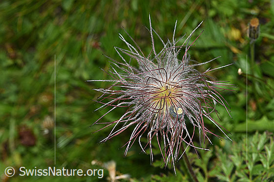 Foto: Schwefel-Anemone (Pulsatilla alpina ssp. apiifolia). Verblühte Blüte.